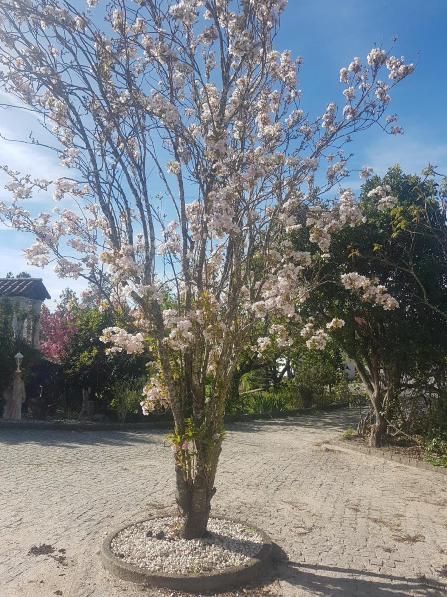 Cantinho Das Barrocas Penalva do Castelo Dış mekan fotoğraf